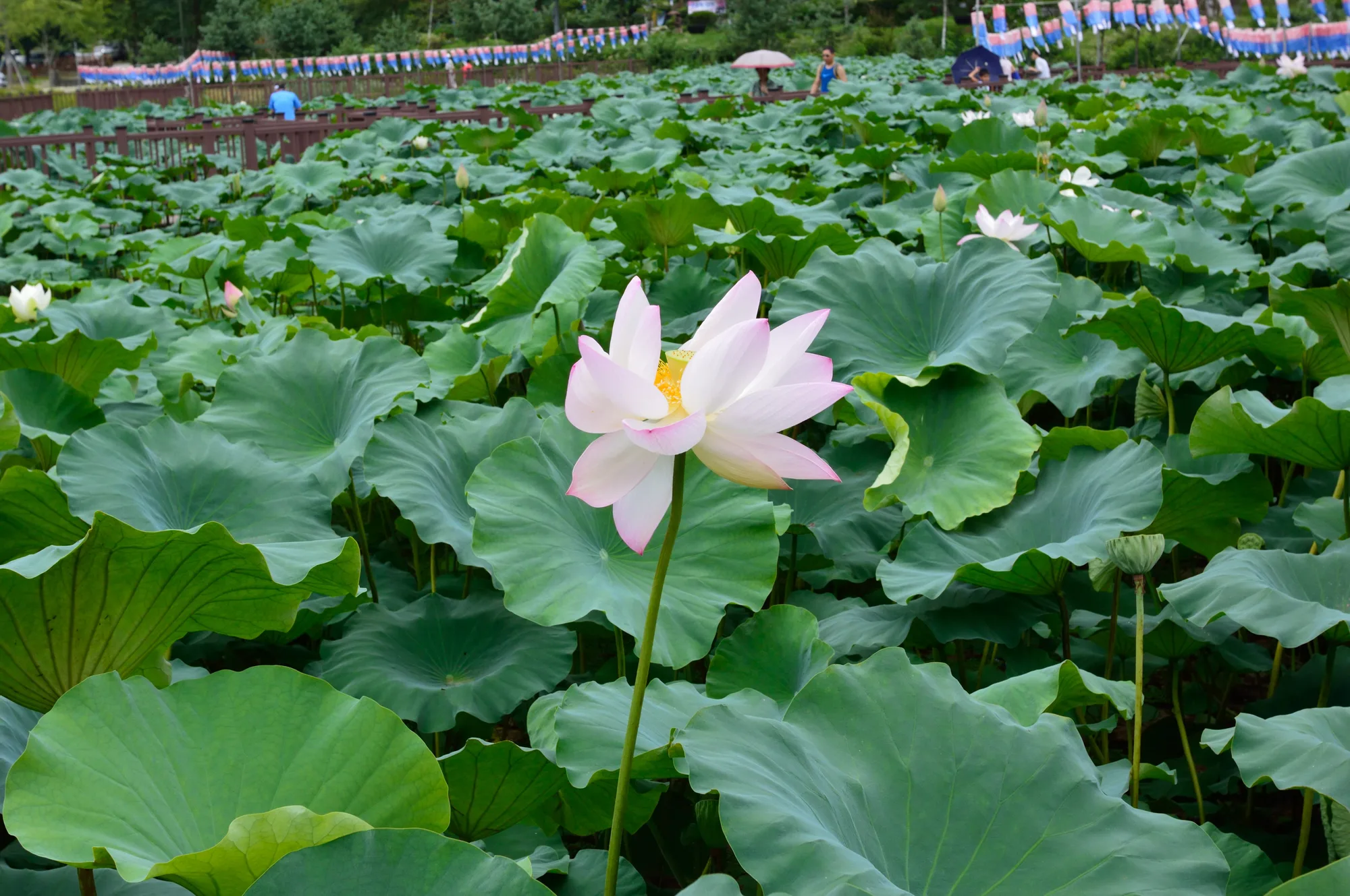 오산 살던 여름, 정처 없이 걸은 서울 사진 2