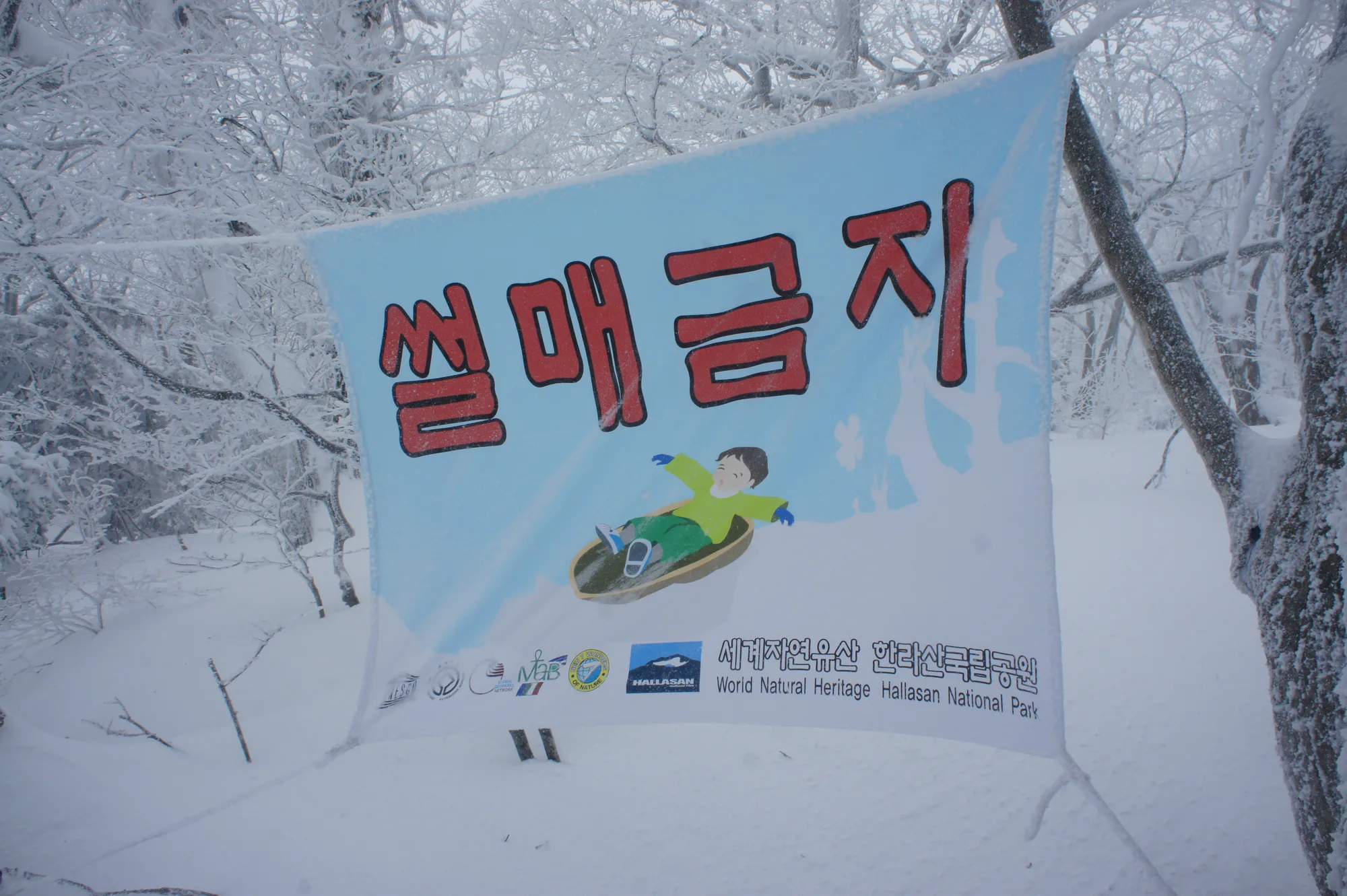 제주도, 계획 없이 오른 한라산 사진 3