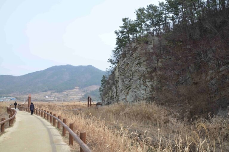 순천만습지 전망대에서 본 갈대밭
