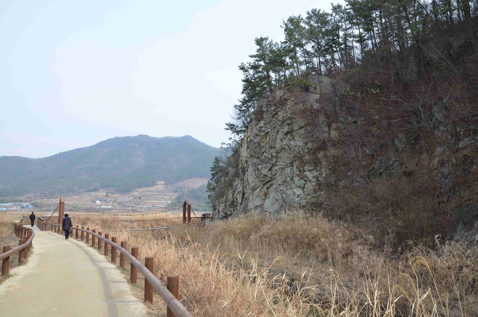 순천만습지 전망대에서 본 갈대밭