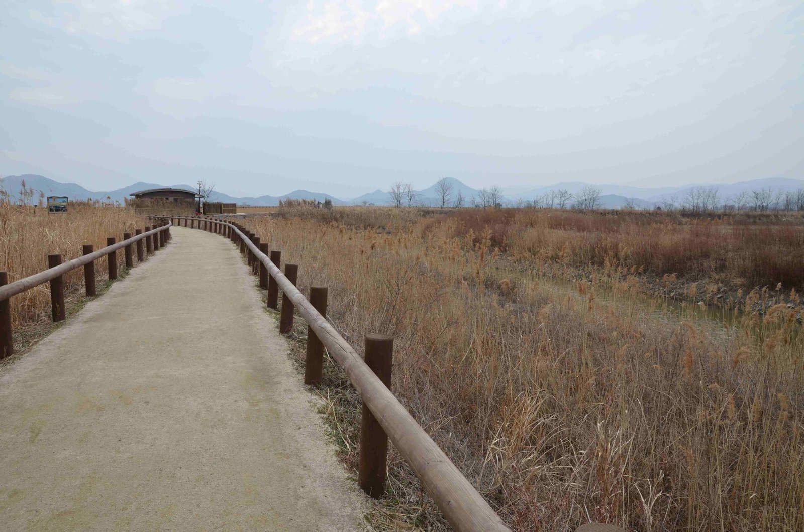 갈대밭 사이 나무 데크