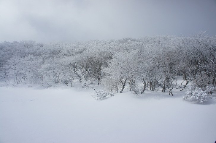눈이 덮인 넓은 눈밭과 멀리 이어진 눈 붙은 나무들