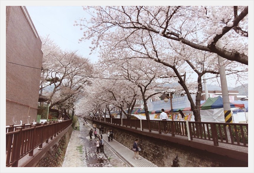 벽돌 건물 옆으로 이어진 물길과 난간, 벚꽃이 핀 나무와 뒤쪽 천막
