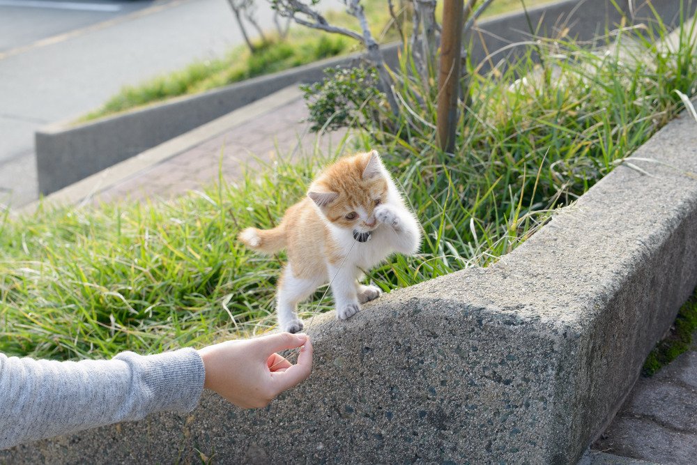 돌담 위로 앞발을 뻗는 새끼 고양이