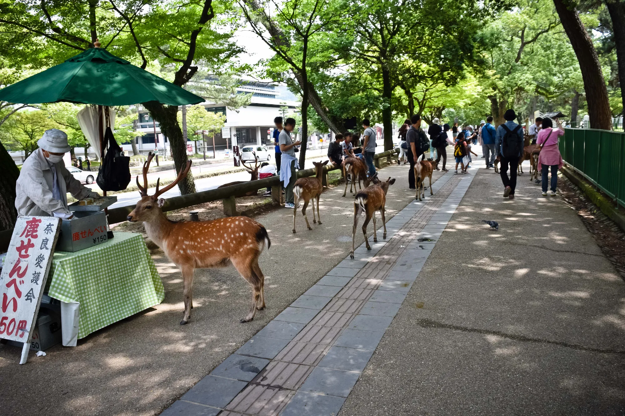 나라공원 입구, 사슴과 오가는 인파