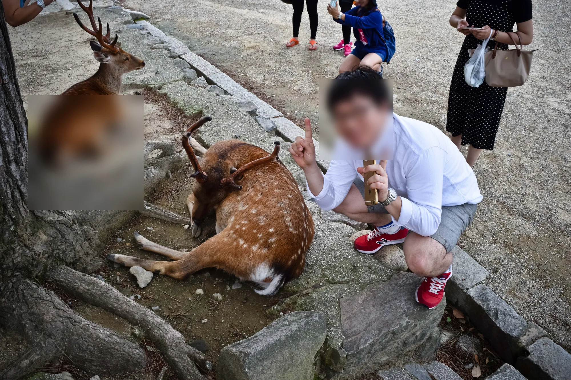 누운 사슴 옆에 쭈그려 앉은 모습