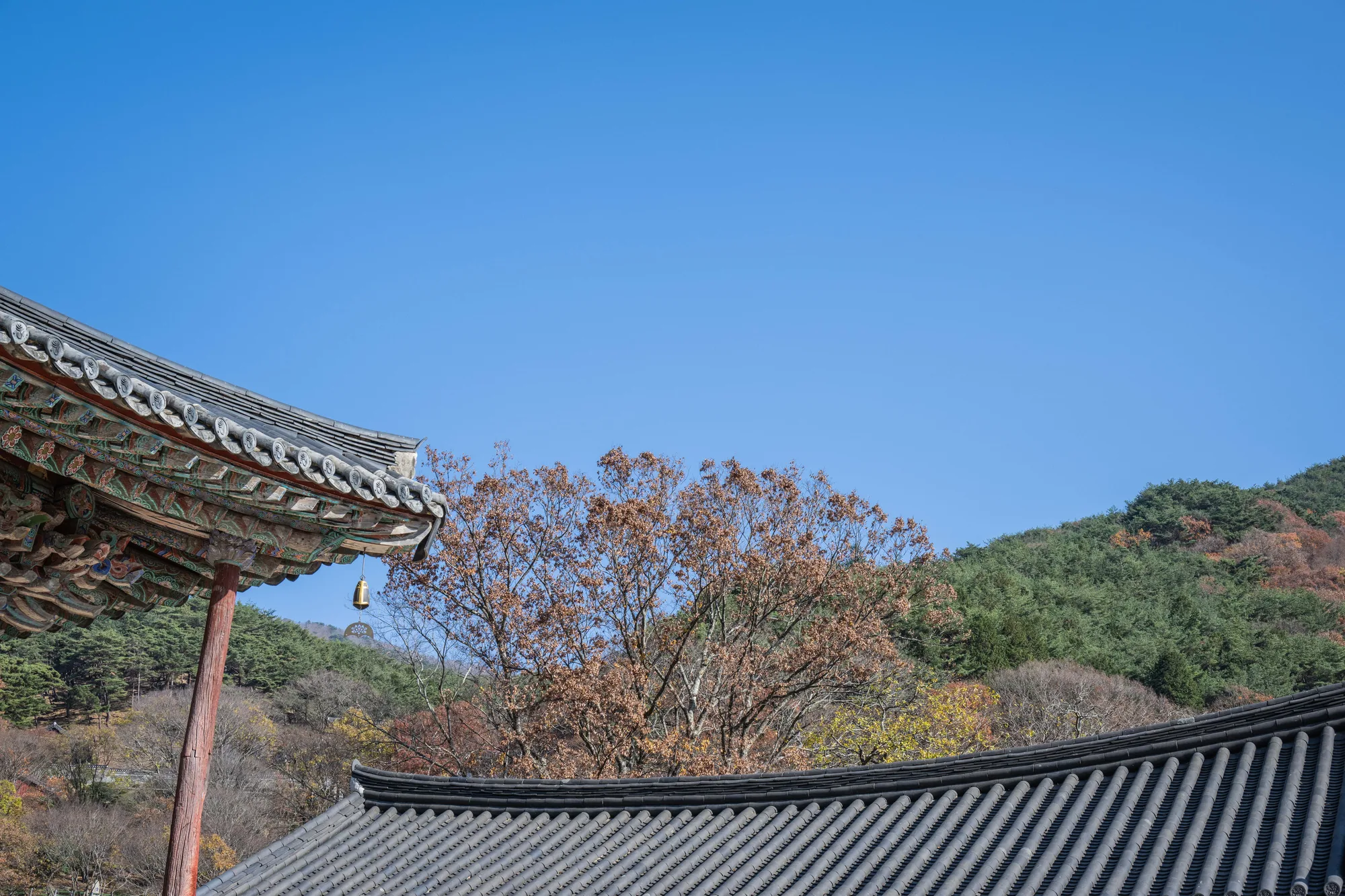 화엄사 처마와 단풍 든 산
