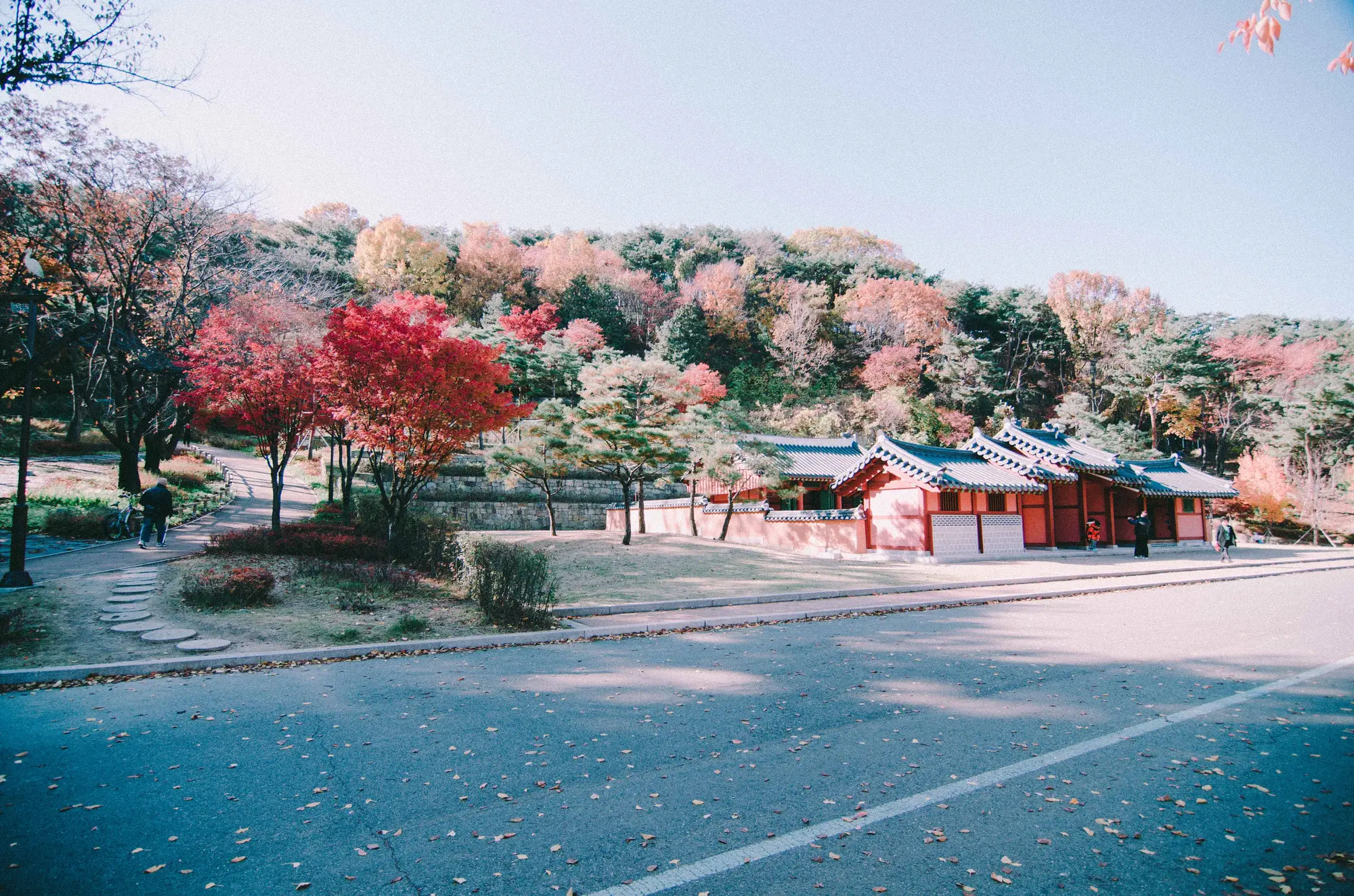 화성행궁 담장과 단풍나무, 도로에 떨어진 은행잎