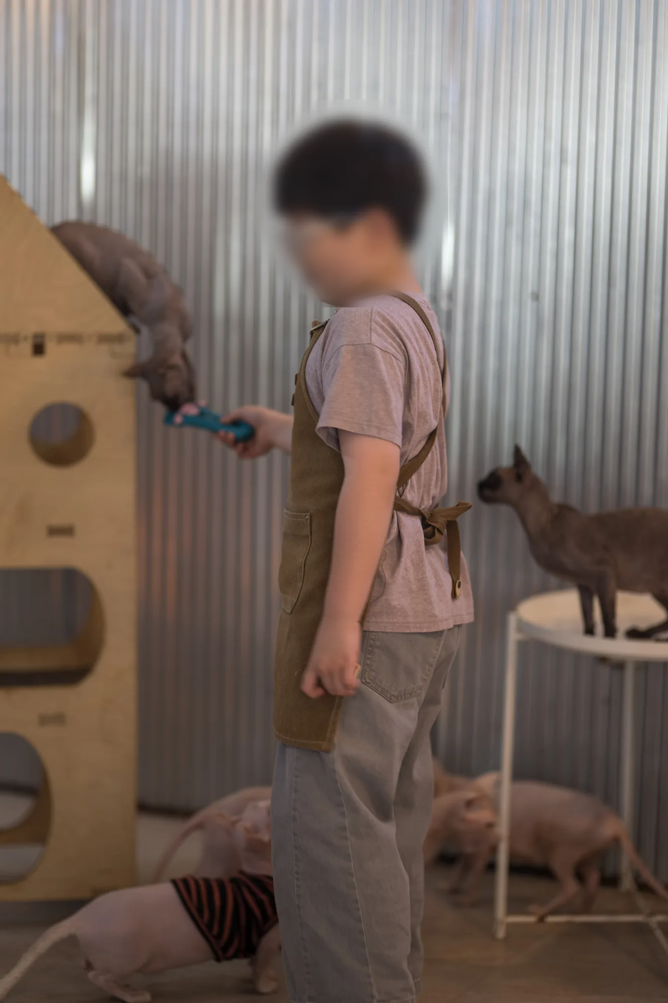 천안 스핑크스 고양이카페 순복이네 사진 5
