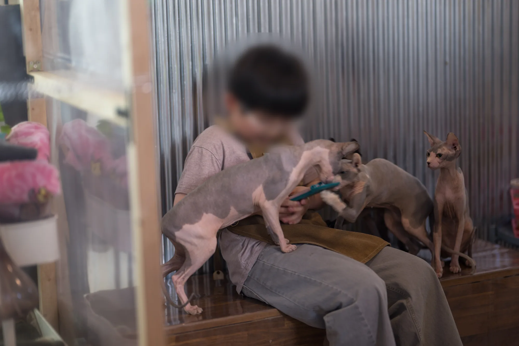 천안 스핑크스 고양이카페 순복이네 사진 6