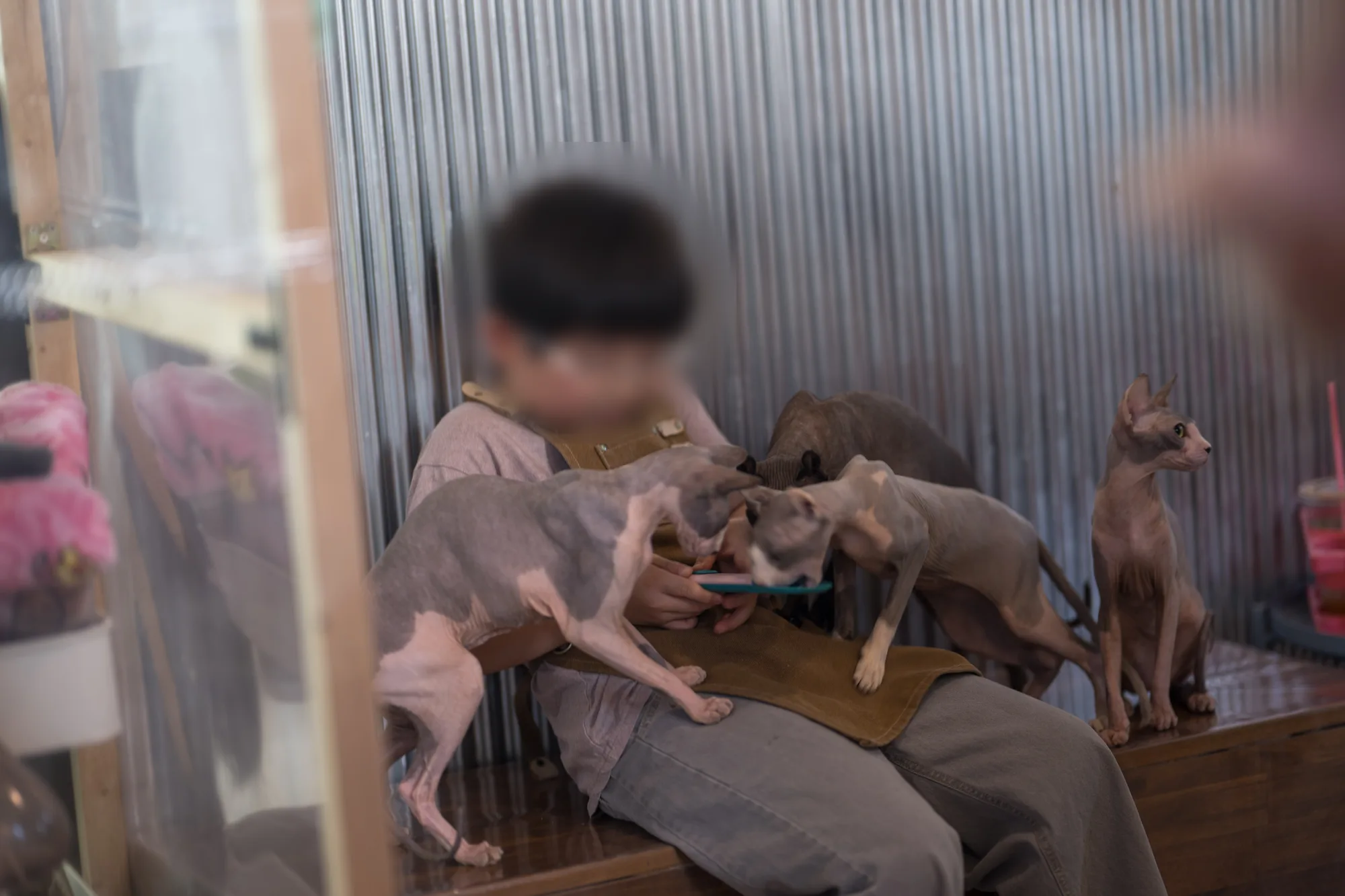 천안 스핑크스 고양이카페 순복이네 사진 7