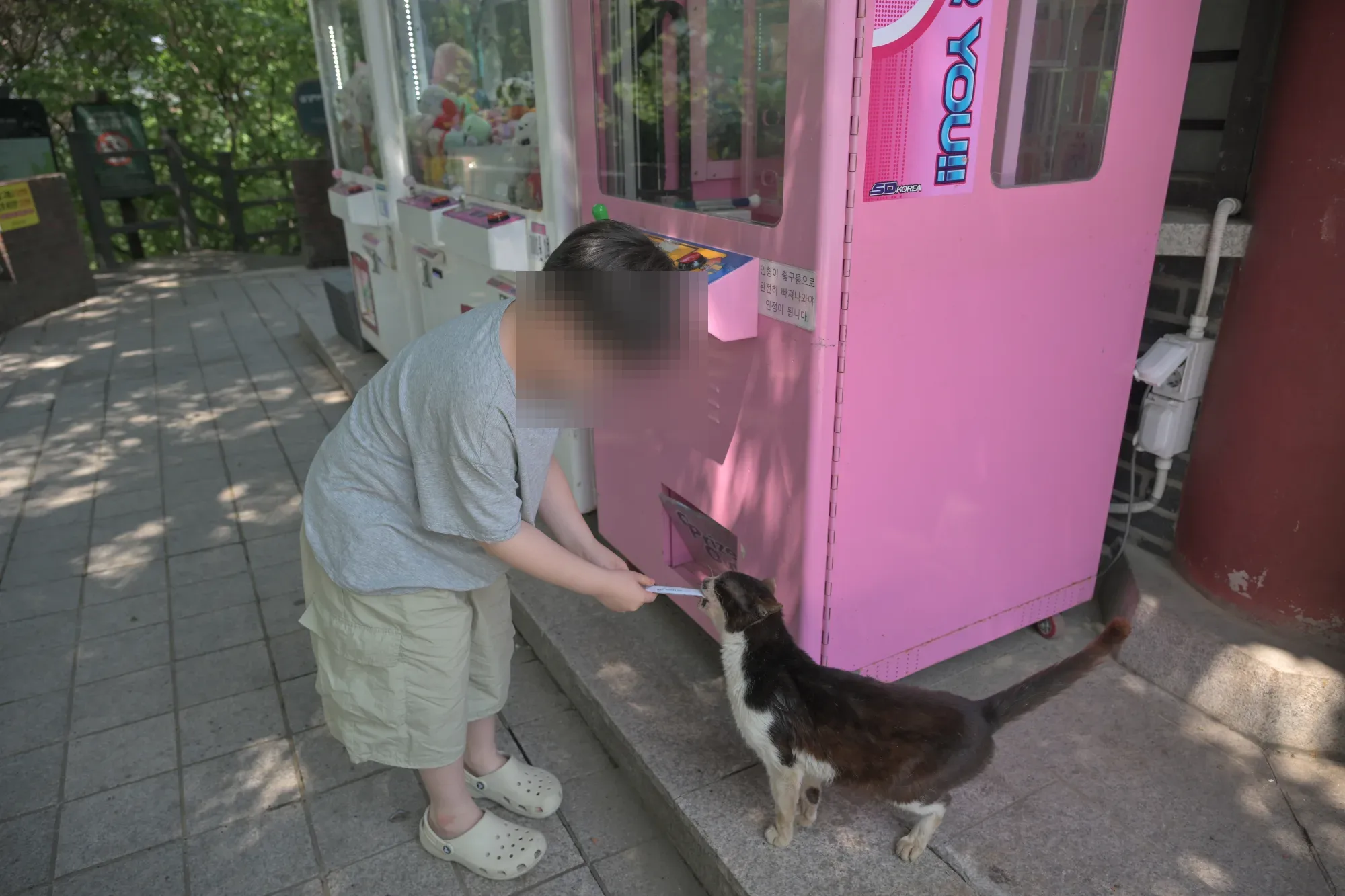북악스카이웨이 인형뽑기 기계 앞에서 길고양이에게 간식을 주는 아이