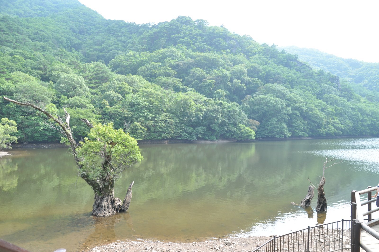 목재 난간 너머로 보이는 주산지 전경