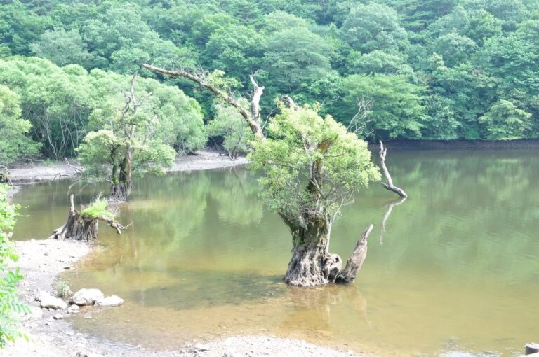 산줄기가 겹겹이 비친 주산지 넓은 전경