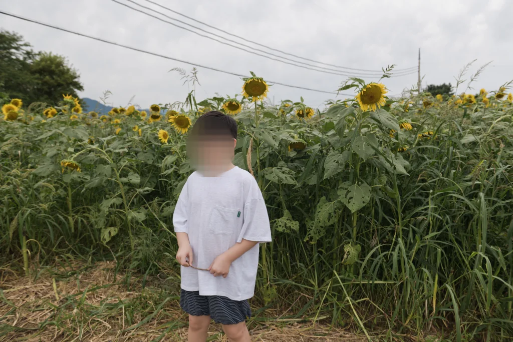 흐린 하늘 아래 키 큰 해바라기밭 앞에 선 아이