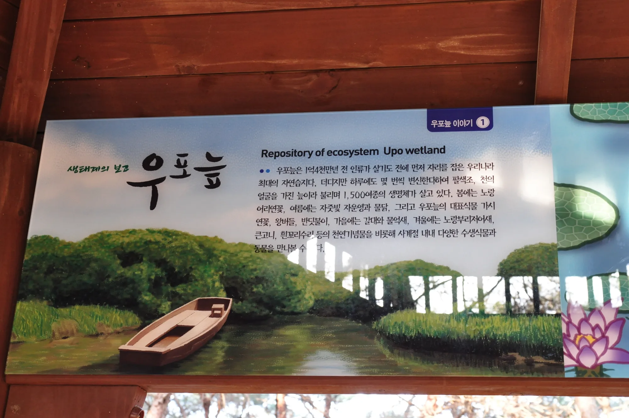 우포늪, 갈대와 얼음 사이를 걷다 사진 7