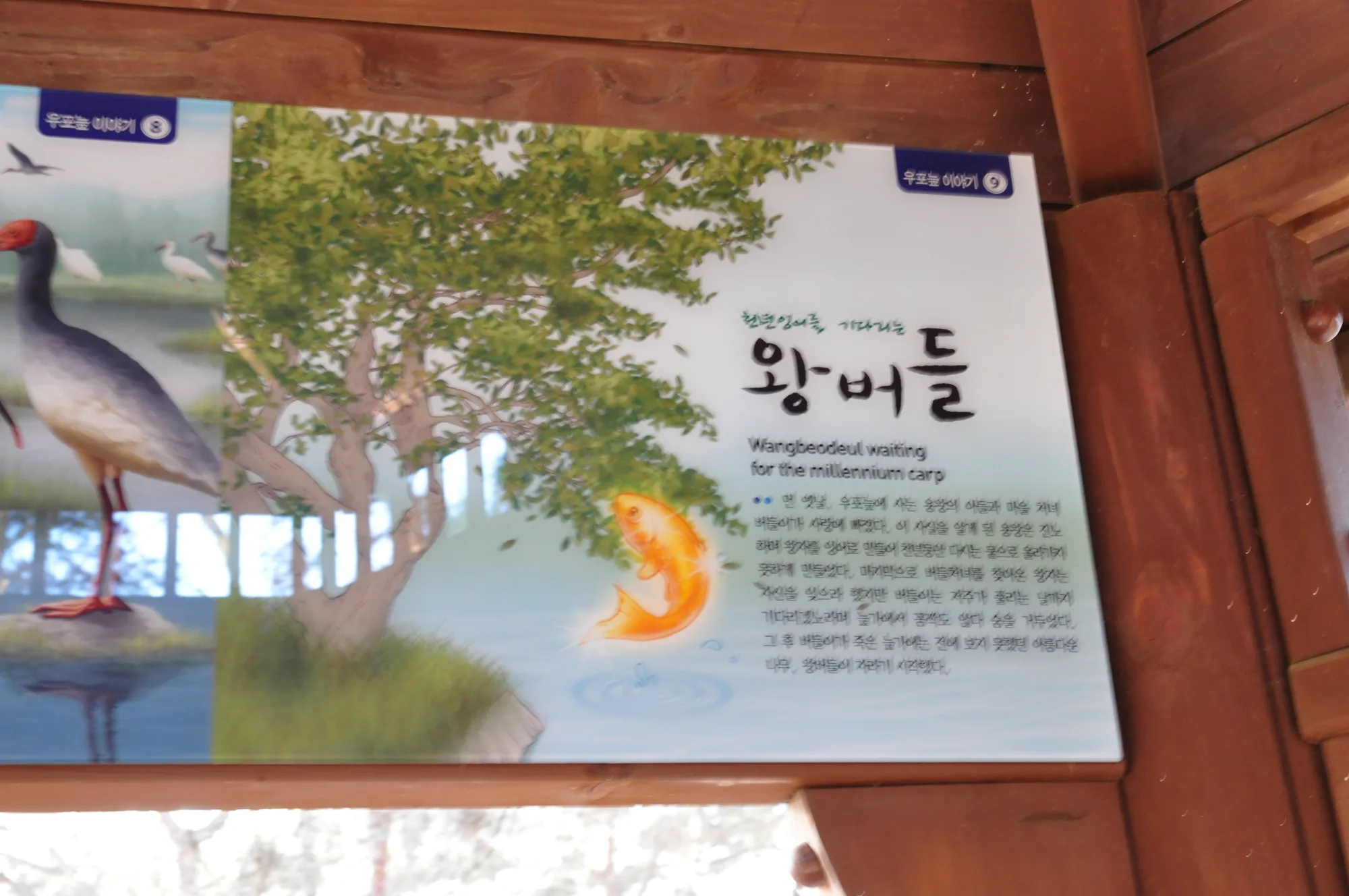 우포늪, 갈대와 얼음 사이를 걷다 사진 9