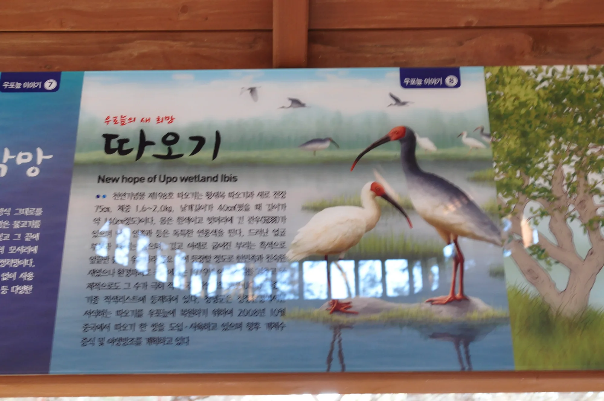 우포늪, 갈대와 얼음 사이를 걷다 사진 10