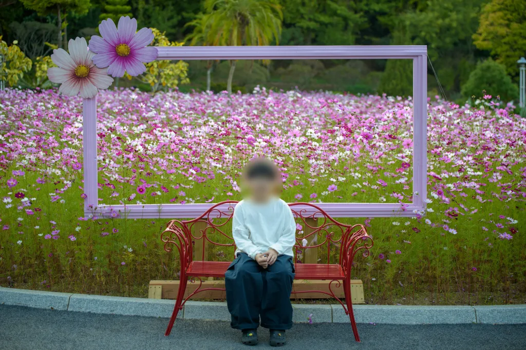 보라색 프레임과 코스모스 밭을 배경으로 빨간 벤치에 앉은 아들