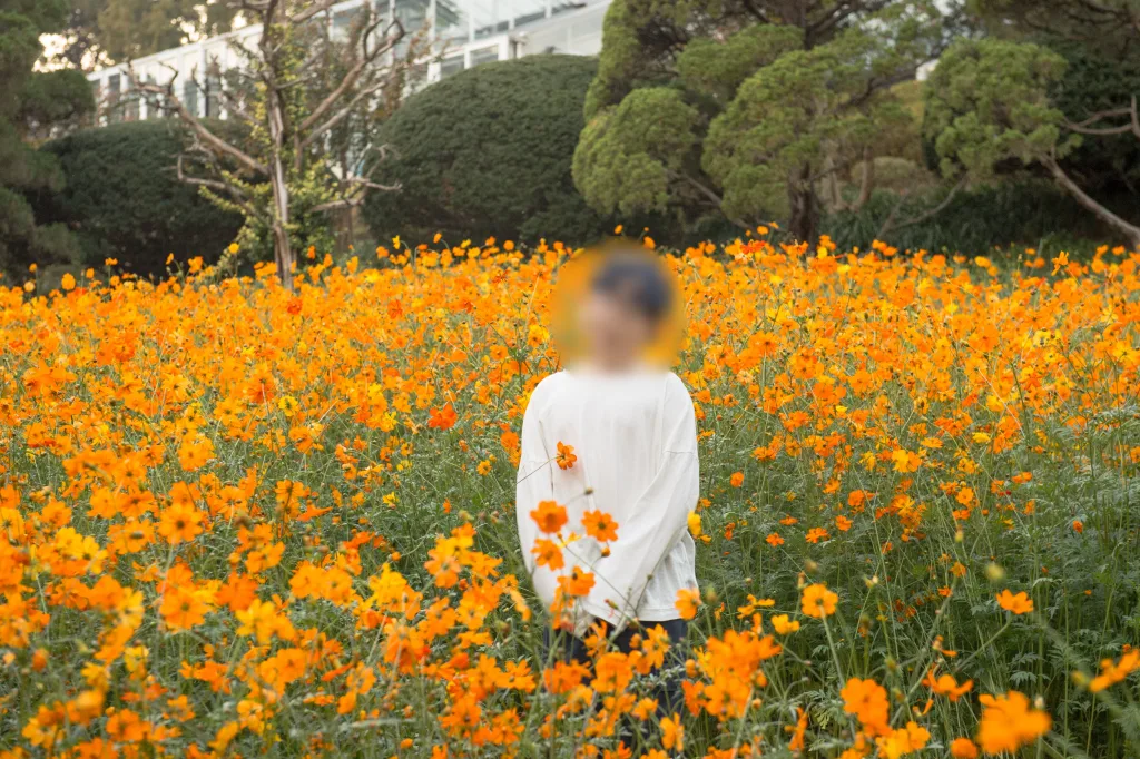 주황색 코스모스 밭 한가운데 서 있는 아들