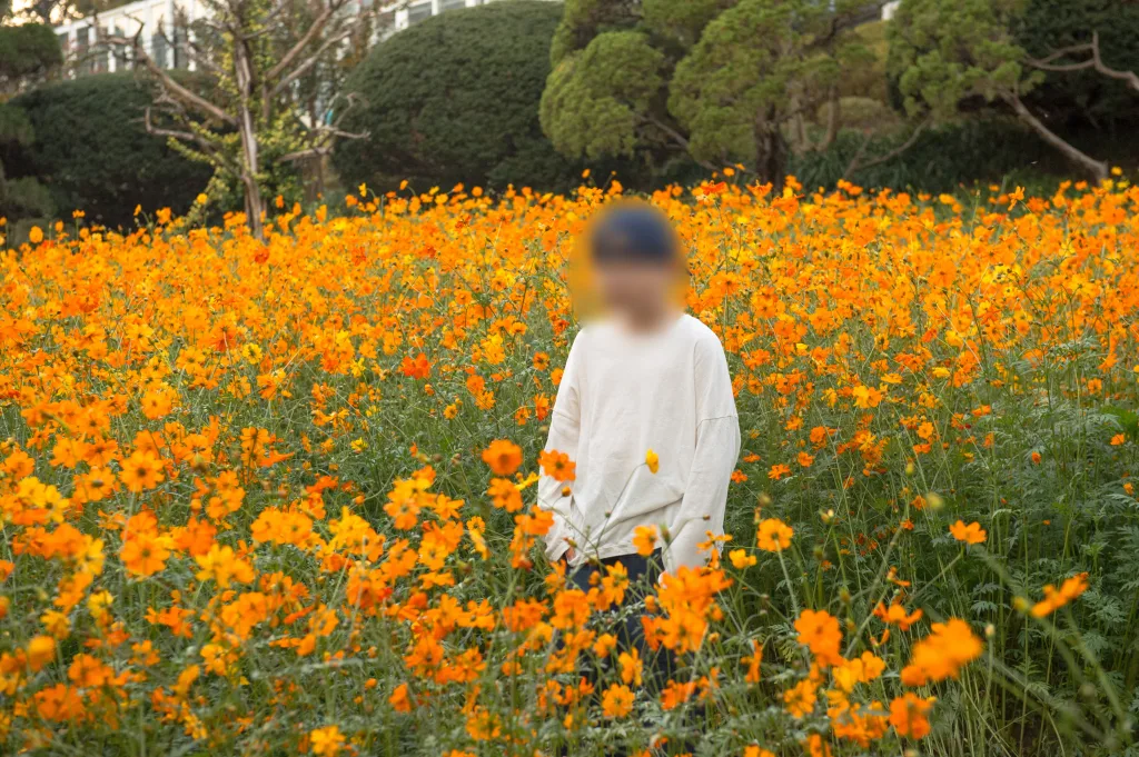 주황색 코스모스 밭에서 두 손을 모은 아들